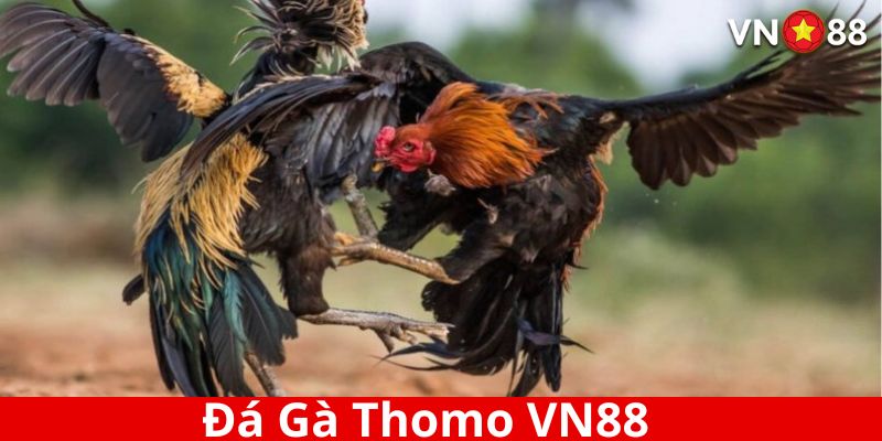 Ảnh đại diện đá gà thomo