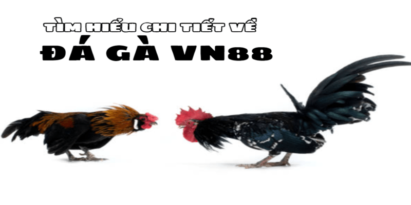 Đá gà Vn88 cung cấp nhiều trận đấu đá gà với đa dạng hình thức và thể loại